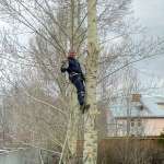 Иван Арборист, фото