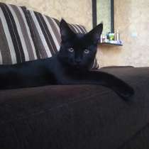 Котёнок 4 месяца крупный с ветпаспортом. Чёрный с янтарными, в г.Витебск