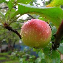 Яблоки, в Санкт-Петербурге