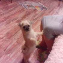 щенка, в Санкт-Петербурге