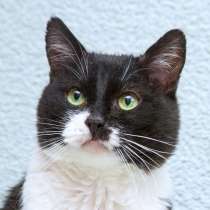 Обаятельный котик Мейсон в дар, в Москве