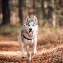 Хаски щенки, в Барнауле
