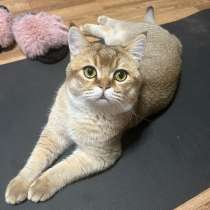 Кота британская-шиншилла короткошерстная, в Воронеже