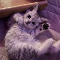 Котенок, в Махачкале