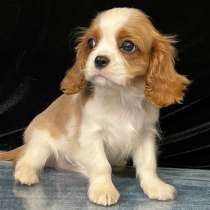 Кавалер кинг чарльз спаниель мальчик бленхейм, в Санкт-Петербурге