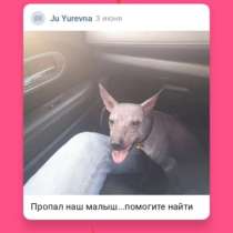 Пропала собака. помогите найти, в Комсомольске-на-Амуре