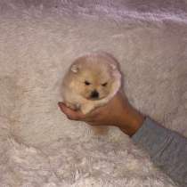 Шпиц, в Москве