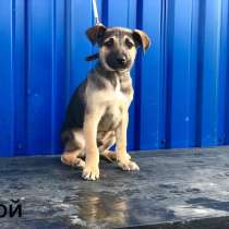 Щенята в добрые руки, в Москве