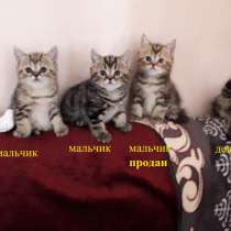 Шотландские котята, в Томске
