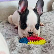 Французский бульдог, в Уссурийске