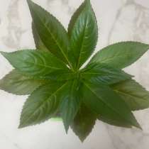 Бальзамин махровый Том ТАМБ, в Москве