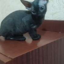 Донской сфинкс, в г.Луганск