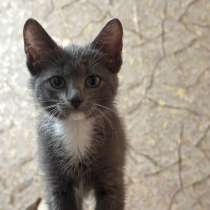 Отдаю котенка, в Омске