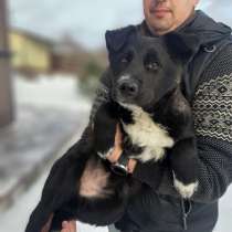 Черныши Шанти и Лайма 7 мес щенки ищут свои семьи!, в Москве
