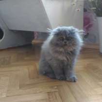 Персидская голубокремовая принцесса, в Москве
