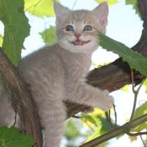 Мимишные малыши, в Краснодаре