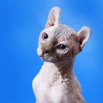 Отдам кота, в Москве