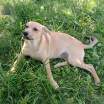 Замечательная собака-охранница Лиска в дар, в г.Гомель