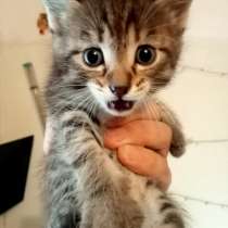 Котята мальчики игручие, в Томске