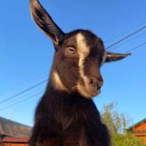 Коза дойная, в Екатеринбурге