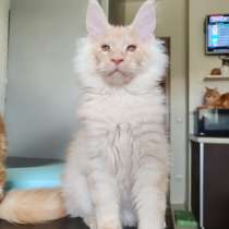 Котенок мэйн-кун, в г.Минск