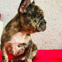 Французский бульдог, в Уссурийске