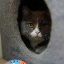 Кошка Феня метис шотландской ждет заботливых хозяев, в Москве