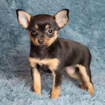 Девочка русский той, в Москве