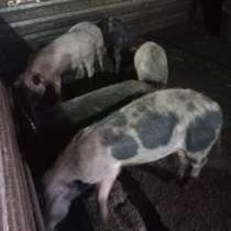 Продаю свиней, в Туле