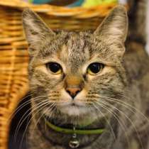 Фенечка ищет заботливых хозяев, в Москве