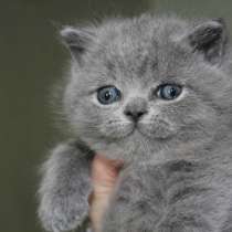 Британские котята голубого окраса, в Санкт-Петербурге