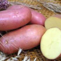 Семенной картофель из Беларуси, в Астрахани