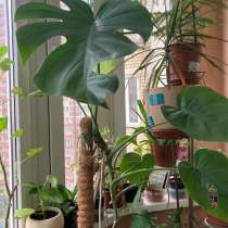 Здоровые домашние цветы, в Москве