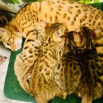 Бенгальские котята, в Санкт-Петербурге