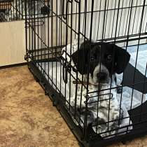 Отдам даром, в Кольчугине