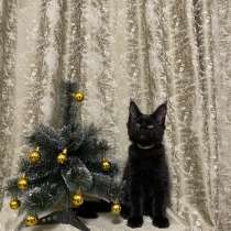 Котята породы мейн-кун, в Челябинске