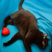 Отдам даром Кира, роскошная молодая домашняя кошечка, в Москве