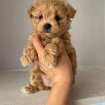 Мальтипу девочка, в Москве