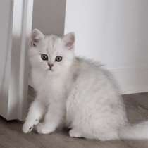 Британский короткошерстный котик, в г.Билефельд