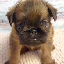 Щенки Брюссельский Гриффон и брабансон высокого качества, в Москве