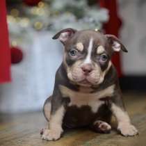 Щенки американского булли, в Новосибирске