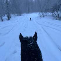 Конные прогулки, в Новосибирске