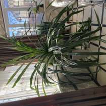 Цветочек, в Махачкале