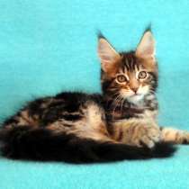Котик мейн-кун из питомника, в Владимире