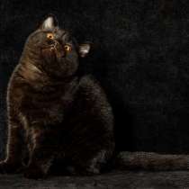 Черный котик породы британская короткошерстная, в Хабаровске