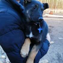 Щенок метис овчарки, в Москве