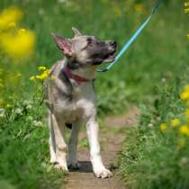 Щенок Ника(Сильва), в Москве