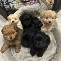 Мальтипу, в Санкт-Петербурге