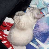 Котик, в Екатеринбурге