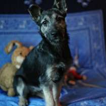 Отдам даром Малыш Перчик в поисках дома, в Санкт-Петербурге